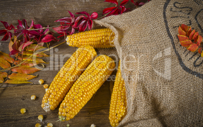 maize