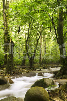 green forest and river