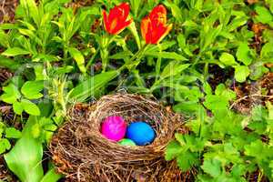 Osternest, easter eggs in a nest