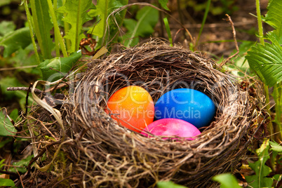 Osternest, easter eggs in a nest