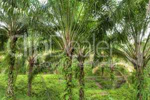 Palm Oil Plantation.
