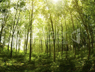 Rubber Plantation.