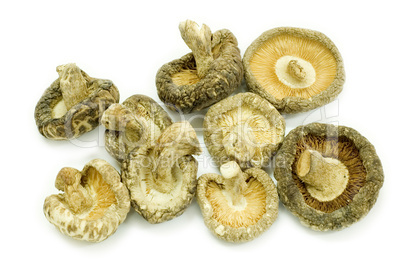 Shiitake mushroom