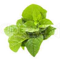 Malabar spinach.