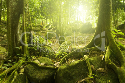 Green forest