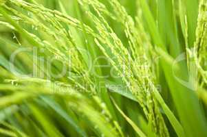 Paddy rice