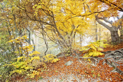 yellow autumn forest