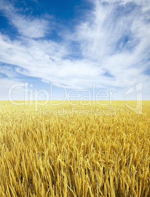 Paddy rice field.