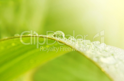 Green grass with raindrops