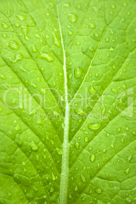 Chinese cabbage.