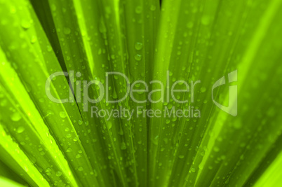 Waterdrop on a green palm leaf