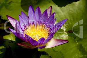 water lily