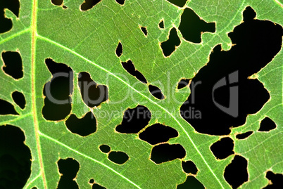 Leaf with holes.