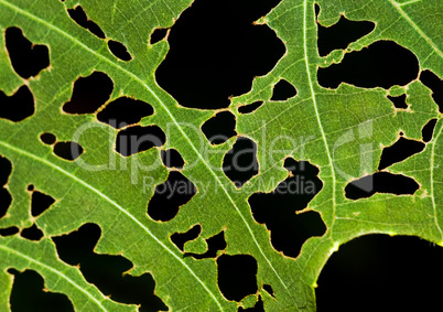 Leaf with holes.