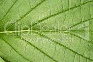 Leaf texture macro