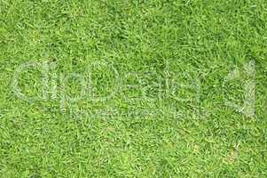 Green grass background