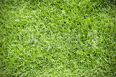 Green grass background