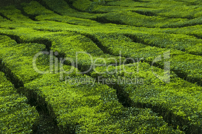 Tea plantation.