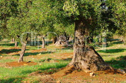 Olivenbaum Stamm - olive tree trunk 18