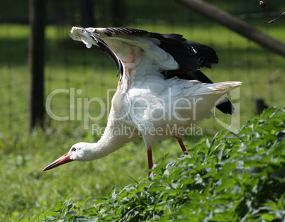 Storch