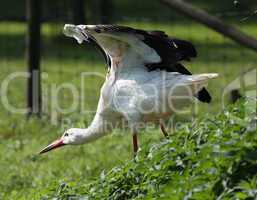 Storch