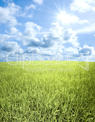 green field and sky