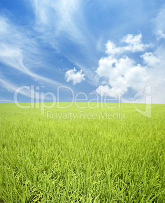 green field and sky