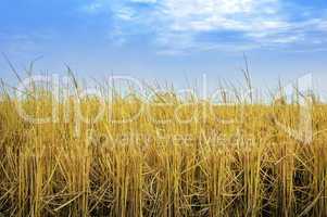 Paddy rice fields