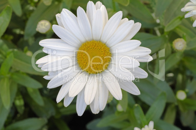 African daisy