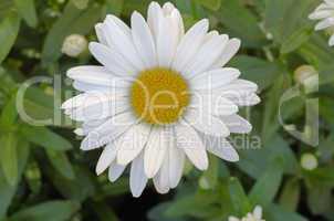 African daisy