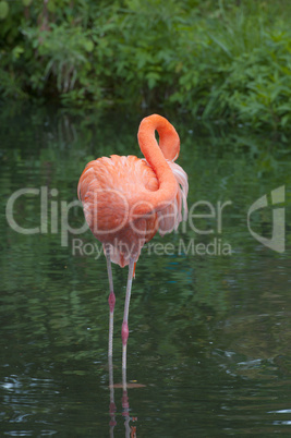 American Flamingo