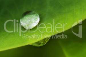Water drop on lotus leaf.