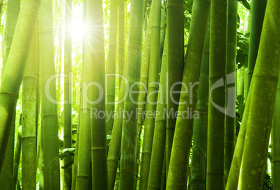 Bamboo forest.