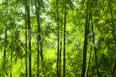 Bamboo forest