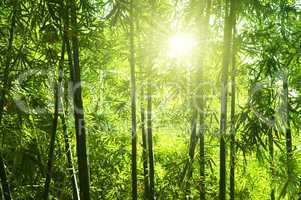 Bamboo forest.