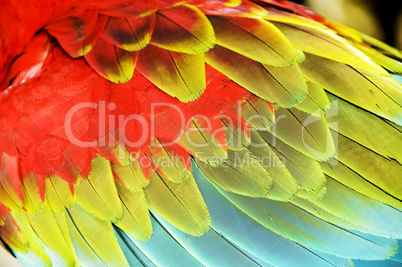colourful wings