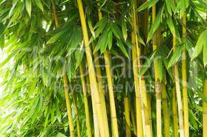 Bamboo tree