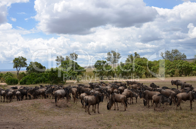 buffalos