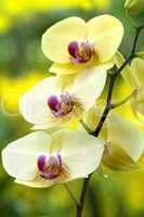 Orchid.