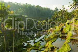 Terrace rice fields.