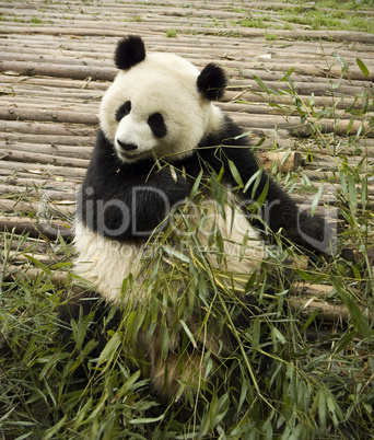 panda feeding