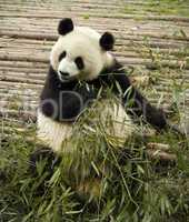 panda feeding