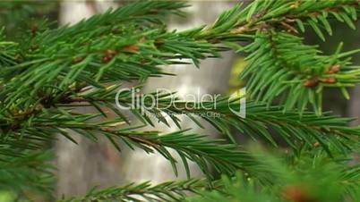 Spruce Twig
