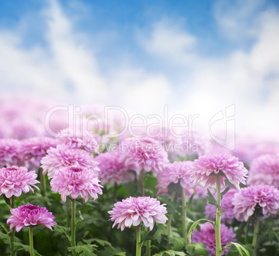 Chrysanthemum