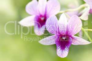 Purple orchid.
