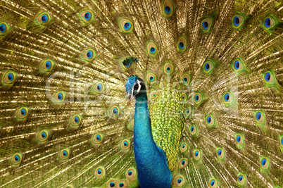 Peacock.