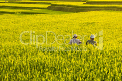 Terrace rice fields.
