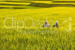 Terrace rice fields.