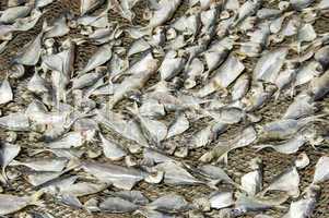 salted fish