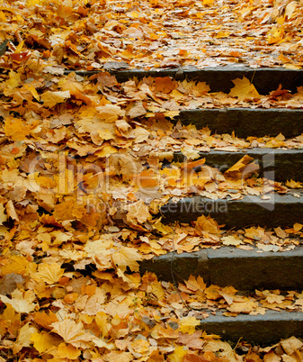 Stairs in Autumn